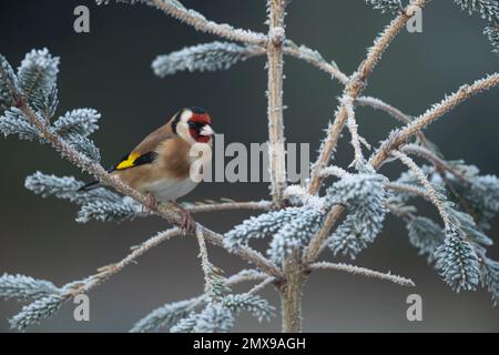 Europäischer Goldfink Carduelis carduelis ausgewachsener Vogel auf einem frostigen Weihnachtsbaum, Suffolk, England, Vereinigtes Königreich, Stockfoto