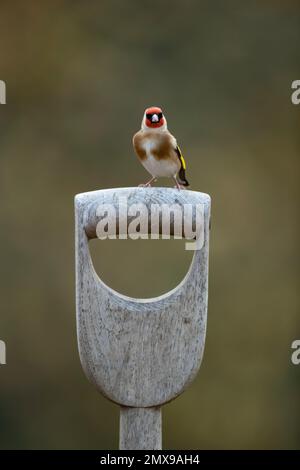 Europäischer Goldfink Carduelis carduelis adulter Vogel auf einer Gartengabel, Suffolk, England, Vereinigtes Königreich, Stockfoto