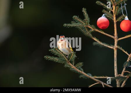 Europäischer Goldfink Carduelis carduelis ausgewachsener Vogel auf einem Weihnachtsbaum, Suffolk, England, Großbritannien Stockfoto