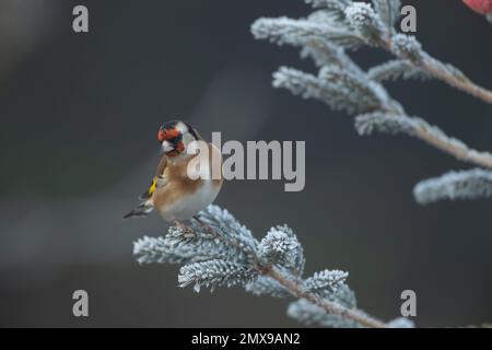 Europäischer Goldfink Carduelis carduelis ausgewachsener Vogel auf einem frostigen Weihnachtsbaum, Suffolk, England, Vereinigtes Königreich, Stockfoto