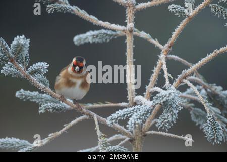 Europäischer Goldfink Carduelis carduelis ausgewachsener Vogel auf einem frostigen Weihnachtsbaum, Suffolk, England, Vereinigtes Königreich, Stockfoto
