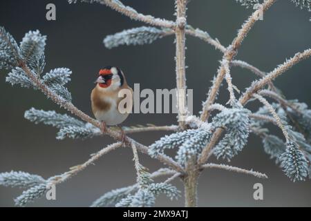 Europäischer Goldfink Carduelis carduelis ausgewachsener Vogel auf einem frostigen Weihnachtsbaum, Suffolk, England, Vereinigtes Königreich, Stockfoto