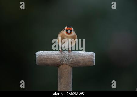 Europäischer Goldfink Carduelis carduelis ausgewachsener Vogel auf einer mattierten Gittergabel, Suffolk, England, Vereinigtes Königreich, Stockfoto