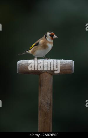 Europäischer Goldfink Carduelis carduelis ausgewachsener Vogel auf einer mattierten Gittergabel, Suffolk, England, Vereinigtes Königreich, Stockfoto