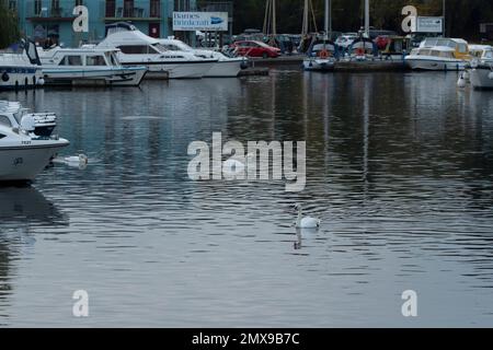 Mute swan Cygnus olor three adult swans on a river in the Norfolk Broads, England, United Kingdom Stockfoto