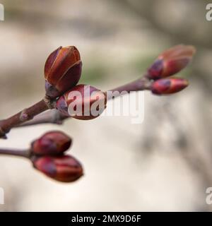 Zarte, süße Frühlingsblüten blühende Kirsch- oder Pfirsichknospen in Nahaufnahme Stockfoto