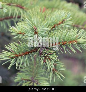 Immergrüne Kiefer oder Fichtenzweige in Nahaufnahme Stockfoto