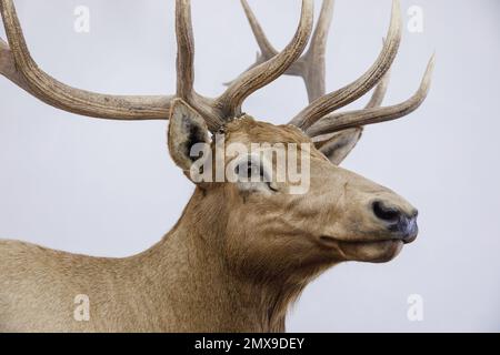 Die Präparation eines Rocky Mountain Elchs (Cervus canadensis nelsoni) wird im Mammoth Cave Wildlife Museum in Cave City, Kentucky, ausgestellt. Stockfoto