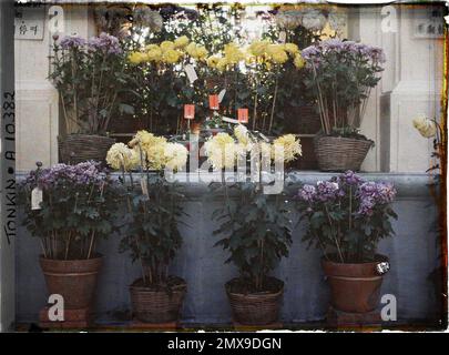 Tonkin, Indochina von Chrysanthemen in Töpfen in der Blumenausstellung, Léon beschäftigt in Indochina Stockfoto