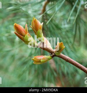 Zarte, hübsche Frühlingsknospen blühen in Nahaufnahme Stockfoto