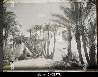 Campement des Forces arabes du royaume du Hedjaz dans une palmeraie au Bord du golfe). Stockfoto