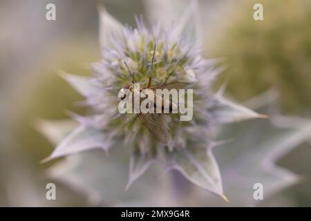 Tachinid Fly (Prosena siberita) auf Sea Holly (Eryngium maritimum) in den Dünen Stockfoto