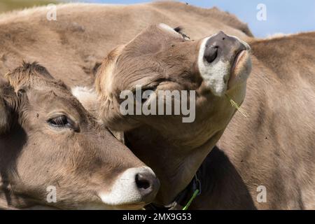 Porträt von zwei Hausrindern (Bos taurus) in einer alpinen Wiese Stockfoto