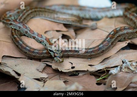 Leopardenschlange (Zamenis situla), die auf Blättern auf dem Boden ruht Stockfoto