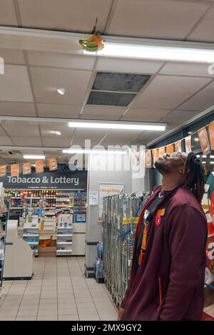 Navigation Street, Birmingham, Februar 2. 2023 - (im Bild: Ein Arbeiter von Sainsbury fragt sich, wie man die Bananen runterkriegt - Arbeiter könnte verpixelt werden müssen) - Ein Mann soll in einer Filiale von Sainsbury's am Donnerstagabend Chaos angerichtet haben. Die Polizei von West Midlands wurde zu dem Vorfall in der Navigation Street im Stadtzentrum gerufen, um etwa 9,50pm Uhr, nachdem der Mann zum Affen wurde und die Bananen in die Decke steckte und von einem Licht erwischt wurde. Die 5 essbaren Früchte aus fairem Handel wurden mit orangefarbenem Band gruppiert, wobei eines durch die Deckenleuchte fast vom Aufprall ausgelöscht wurde. Stockfoto