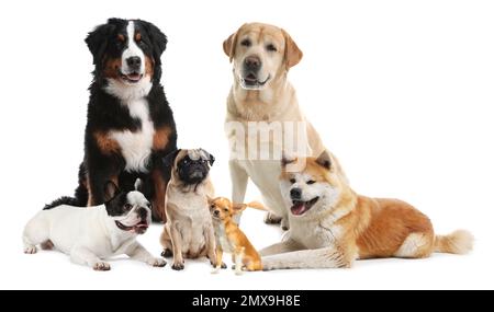 Verschiedene Hunderassen auf weißem Hintergrund Stockfoto