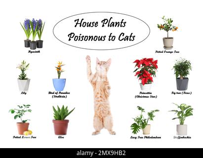 Gruppe von Hauspflanzen, die Katzen und Kätzchen auf weißem Hintergrund giftig sind Stockfoto