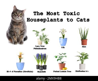 Gruppe von Hauspflanzen, die Katzen und Kätzchen auf weißem Hintergrund giftig sind Stockfoto
