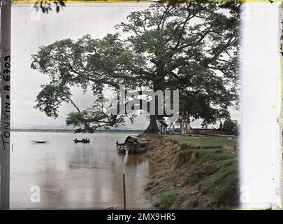 Viet-Tri, Provinz Phu-Tho, Tonkin, Indochina Le Grand Banian (Ficus Indica), in der Nähe des Zusammenflusses des Roten Flusses und des Flusses Clear, Léon in Indochina Stockfoto