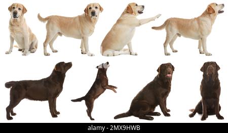 Gruppe labrador-Hunde auf weißem Hintergrund Stockfoto