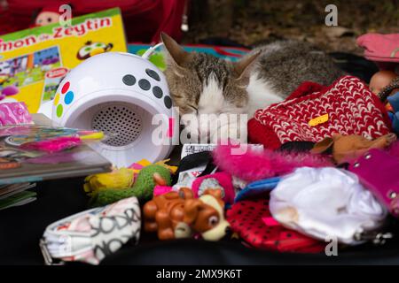 Die Straßenkatze in Istanbul schlief auf dem Stand ein und verkaufte Spielzeug - Kadikoy-Moda, Istanbul, Türkei Stockfoto