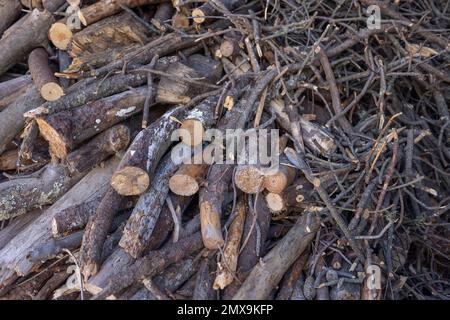 Nahaufnahme eines Haufens von Ästen Stockfoto