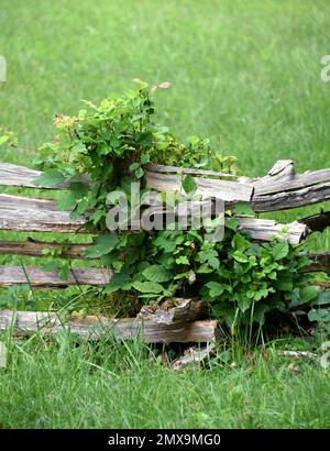 Ein geteilter Zaun verläuft über ein grasbewachsenes Feld in Virginia. Die Ecke ist mit Reben überwuchert. Stockfoto