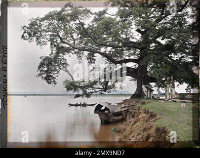 Viet-Tri, Provinz Phu-Tho, Tonkin, Indochina Le Grand Banian (Ficus Indica), in der Nähe des Zusammenflusses des Roten Flusses und des Flusses Clear, Léon in Indochina Stockfoto