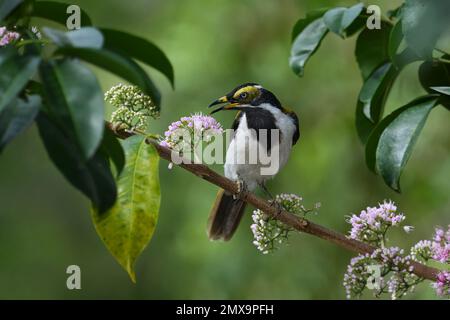 Ein australischer unreifer blauäugiger Honigfresser - Entomyzon Cyanotis - Vogel, der auf einem Ast sitzt, schreit und in einer farbenfrohen, üppigen Umgebung in die Kamera schaut Stockfoto