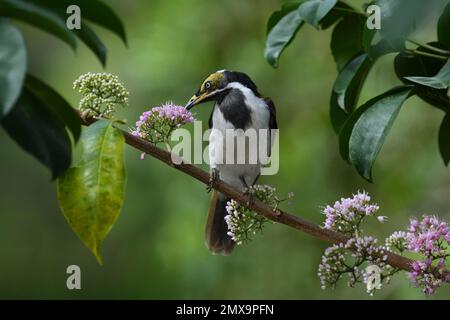 Ein australischer unreifer blauäugiger Honigfresser - Entomyzon Cyanotis - Vogel, der auf einem Ast sitzt und Nektar frisst, in einer farbenfrohen, üppigen Umgebung Stockfoto