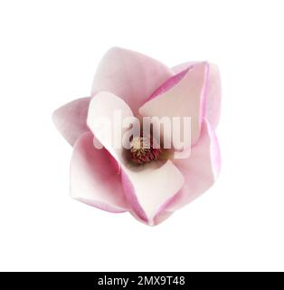 Wunderschöne Magnolienblüte, isoliert auf Weiß. Frühlingsblüte Stockfoto