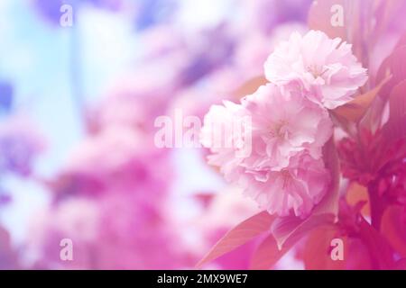 Nahaufnahme des blühenden Quellbaums im Freien, in Blau und Pink gehalten Stockfoto