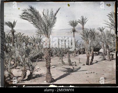 (Französisch - Aqaba , Arabie ( actuelle Jordanie ) Palmeraie au Bord du golfe d' Aqaba). Stockfoto