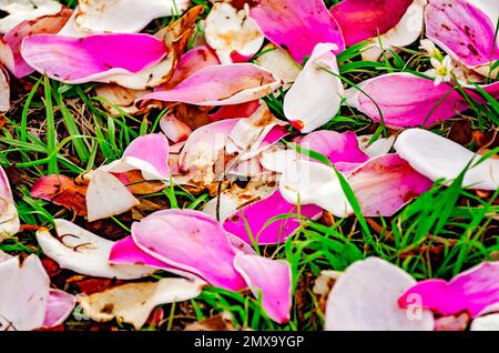 Japanische Magnolia (Magnolia liiflora) Blütenblätter lagen am 30. Januar 2023 in Mobile, Alabama. Japanische Magnolie wird auch Untertassenmagnolie genannt. Stockfoto