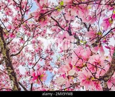 Ein japanischer Magnolia-Baum (Magnolia liiflora) ist am 30. Januar 2023 in Mobile, Alabama, abgebildet. Japanische Magnolie ist auch als Untertassenmagnolie bekannt. Stockfoto