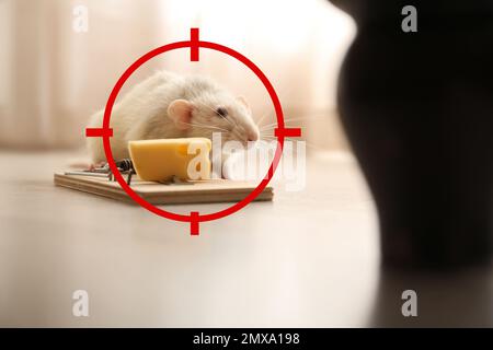 Zielscheibe auf Ratte nahe Mausefalle mit Käse drinnen. Schädlingsbekämpfung Stockfoto