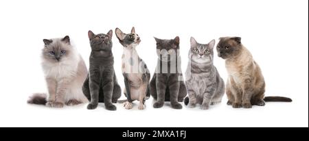 Liebenswerte Katzen auf weißem Hintergrund. Bannerdesign Stockfoto
