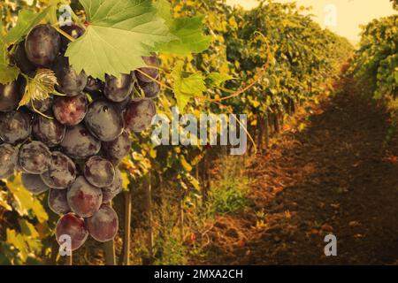 Frische, reife, saftige Trauben, die auf Zweigen im Weinberg wachsen, Platz für Text Stockfoto