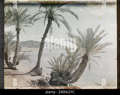 (Französisch - Aqaba , Arabie ( actuelle Jordanie ) Palmeraie au Bord du golfe d' Aqaba). Stockfoto