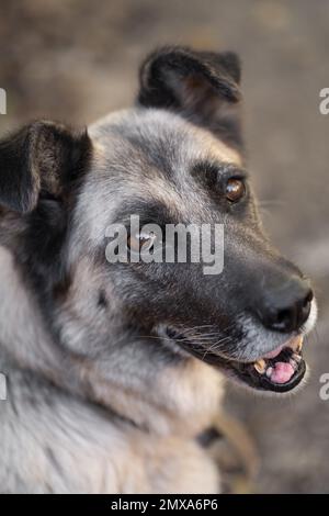 Ein einsamer und trauriger Wachhund auf einer Kette in der Nähe eines Hundehauses draußen Stockfoto