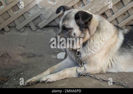 Ein einsamer und trauriger Wachhund auf einer Kette in der Nähe eines Hundehauses draußen Stockfoto