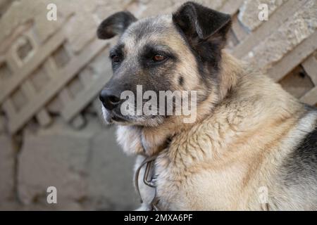 Ein einsamer und trauriger Wachhund auf einer Kette in der Nähe eines Hundehauses draußen Stockfoto