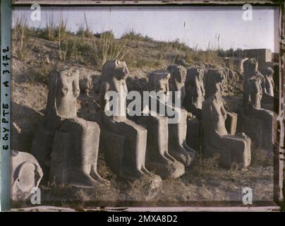 Karnak, Ägypten, Afrika mehrere Statuen der Göttin Sekhmet , 1914 - Ägypten - Auguste Léon - (Januar - Februar) Stockfoto