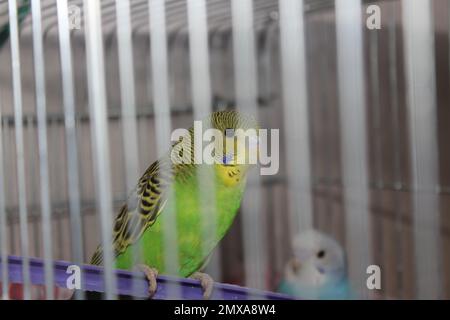 Süßer junger, fröhlicher, grüner, gelber Budgie im Käfig. Selektiver Fokus auf Sittich. Stockfoto