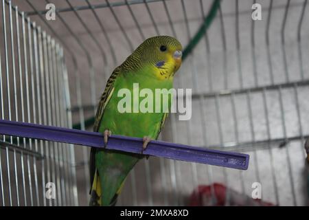 Süßer junger, fröhlicher, grüner, gelber Budgie-Sittich im Käfig. Stockfoto