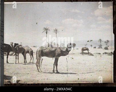 (Französisch - Aqaba , Arabie ( actuelle Jordanie ) Parc de chameaux des Forces arabes du royaume du Hedjaz). Stockfoto