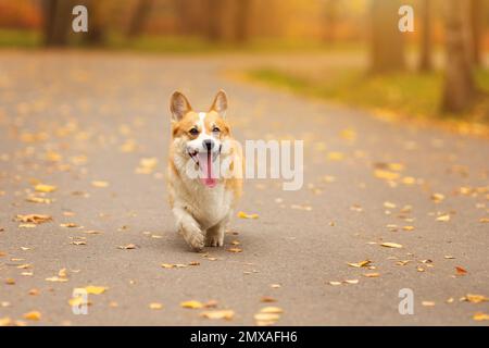 Der süße Hund des walisischen Corgi pembroke rennt im Herbstpark auf dem Pfad mit gelben Blättern Stockfoto