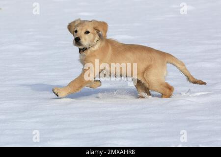 Golden Retriever Hündchen läuft im Schnee, 8 Wochen alt, Arnsberg, Nordrhein-Westfalen, Deutschland Stockfoto