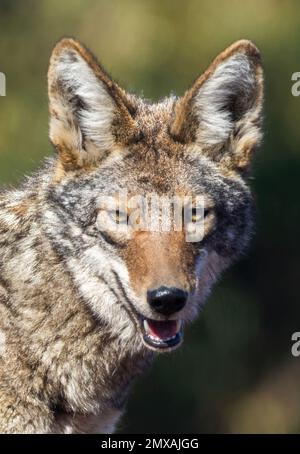 Kojoten-Headshot. Arastradero Preserve, Kalifornien, USA. Stockfoto