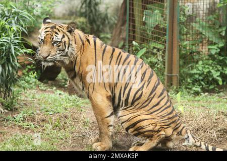Sitzen auf dem Rasen Stockfoto